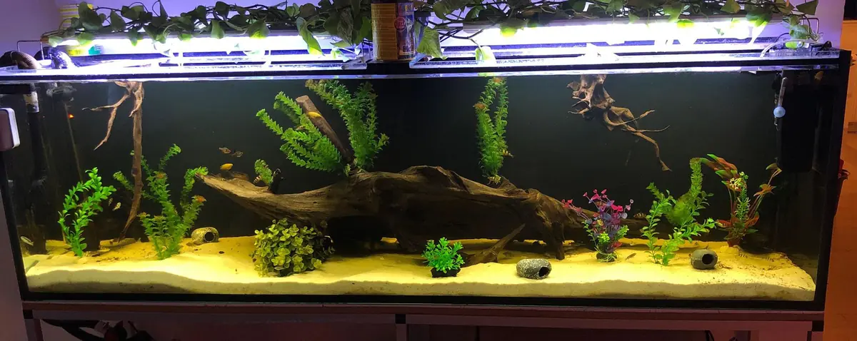 Akvarium efter – med Aqualight LED lys