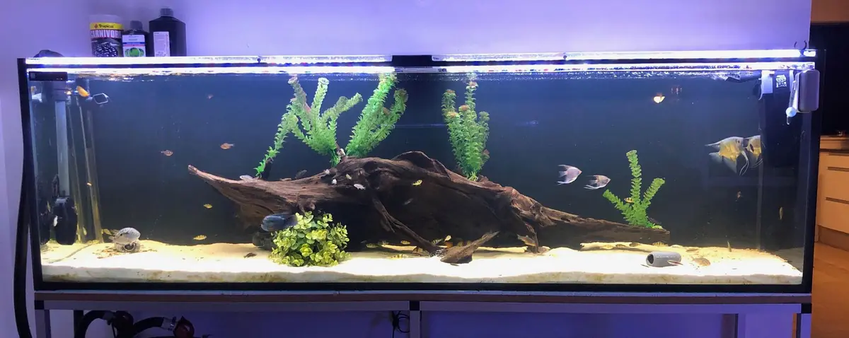 Akvarium før